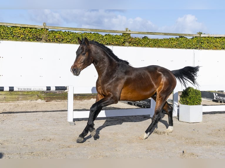 Oldenburg Stallone 4 Anni 163 cm Baio in Waddinxveen
