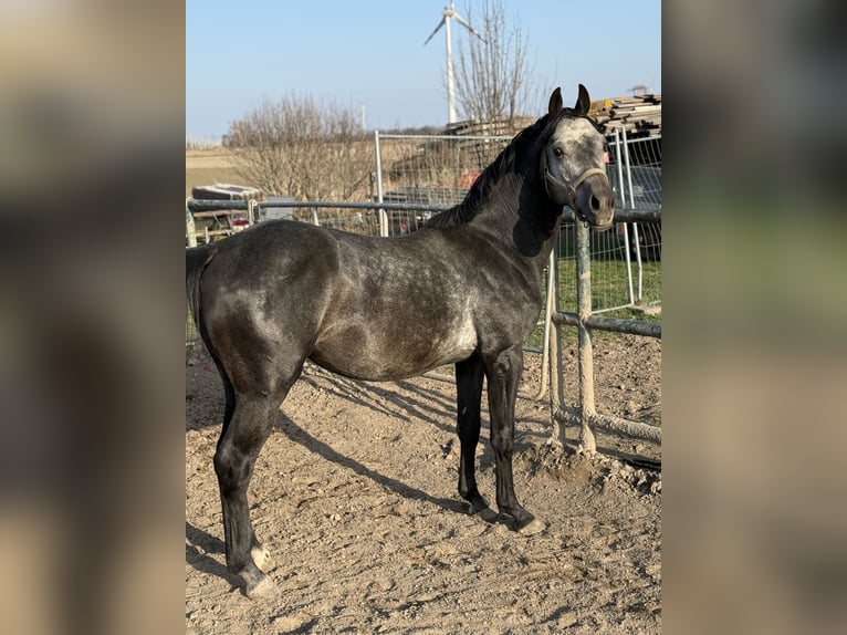 Oldenburg Stallone 4 Anni 163 cm Può diventare grigio in Leopoldsdorf im Marchfeld