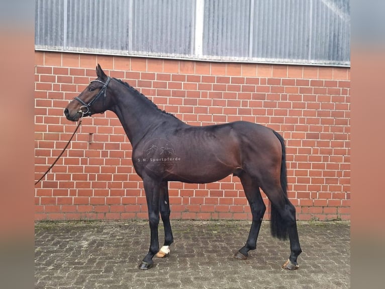 Oldenburg Stallone 4 Anni 165 cm Baio in Regesbostelre