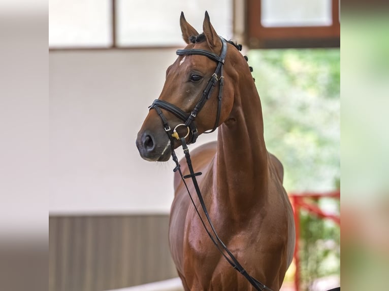 Oldenburg Stallone 4 Anni 165 cm Baio in Mnster-Handorf