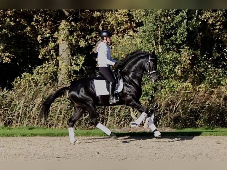 Oldenburg Stallone 4 Anni 165 cm Morello in Bree