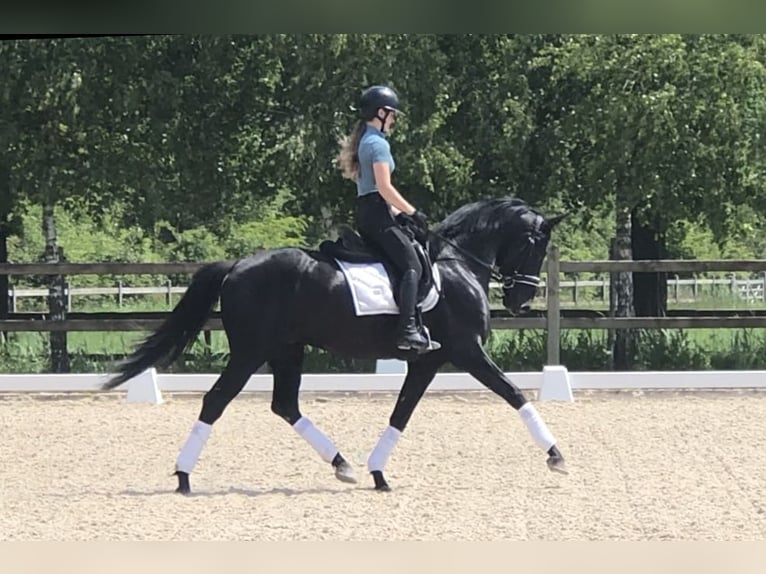 Oldenburg Stallone 4 Anni 166 cm Morello in Bree