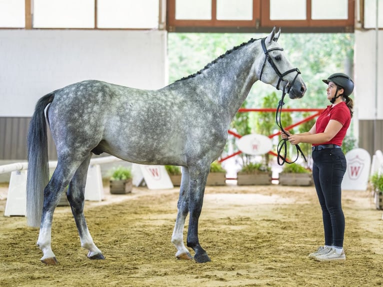 Oldenburg Stallone 4 Anni 167 cm Grigio in Mnster-Handorf