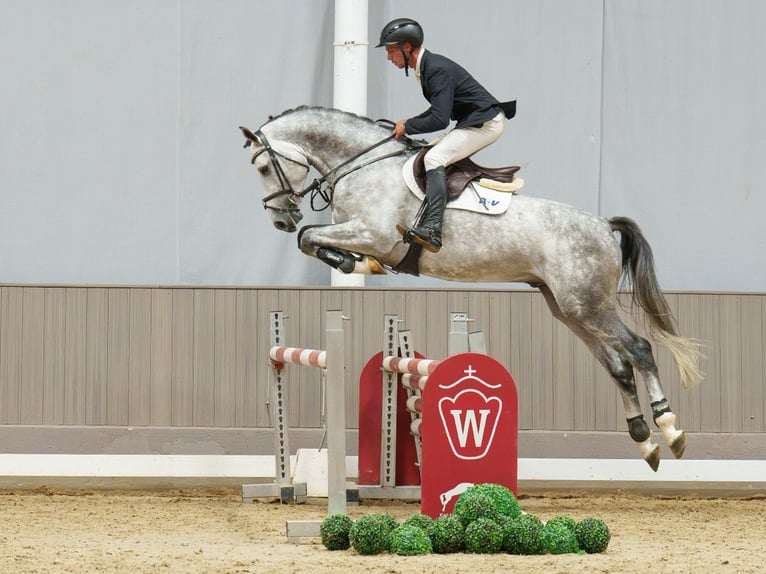 Oldenburg Stallone 4 Anni 167 cm Grigio in Mnster-Handorf
