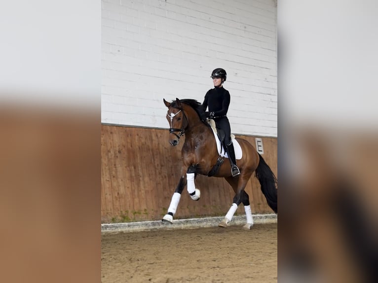 Oldenburg Stallone 4 Anni 168 cm Baio in Lippetal