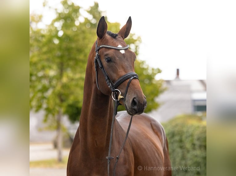 Oldenburg Stallone 4 Anni 168 cm Baio in Verden