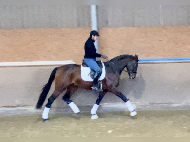 Oldenburg Stallone 4 Anni 168 cm Baio scuro in Hude (Oldenburg)