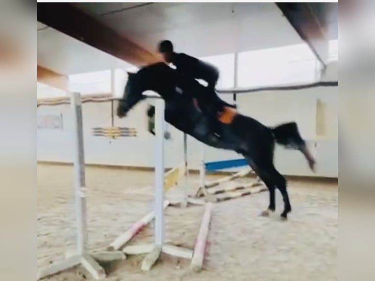 Oldenburg Stallone 4 Anni 168 cm Grigio ferro in Sottrum