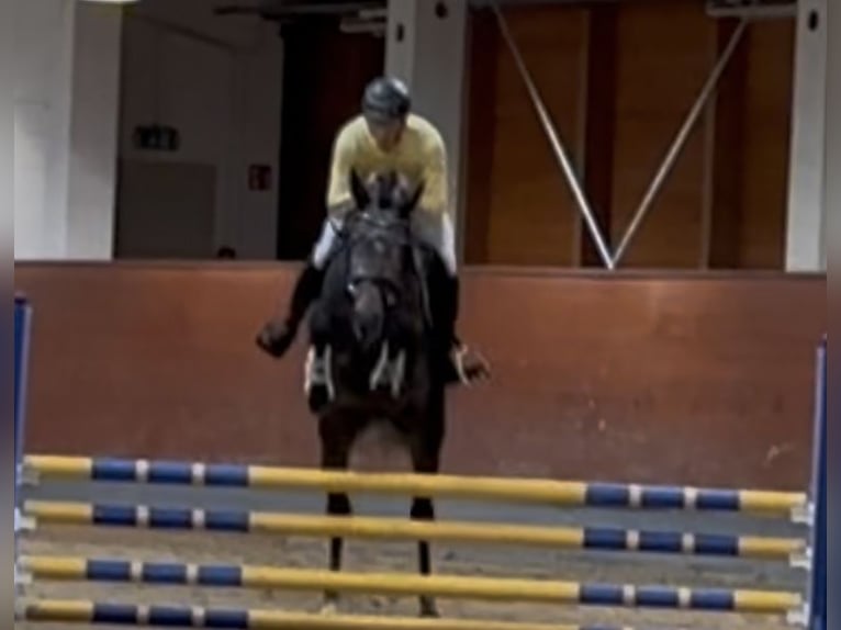 Oldenburg Stallone 4 Anni 168 cm Grigio ferro in Sottrum