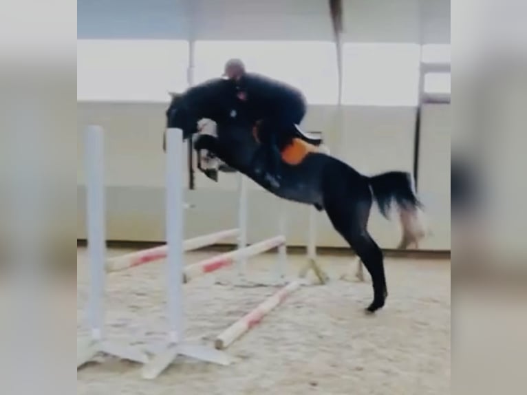 Oldenburg Stallone 4 Anni 168 cm Grigio ferro in Sottrum