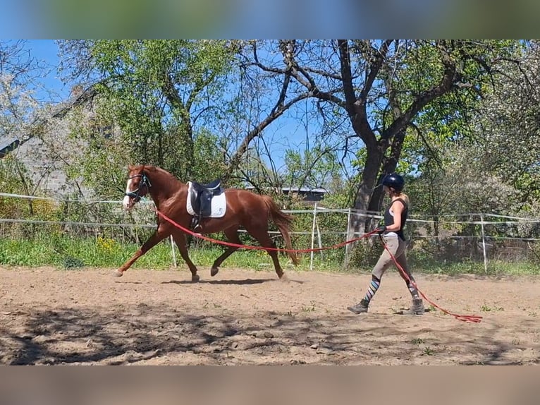 Oldenburg Stallone 4 Anni 169 cm Sauro in Kielce