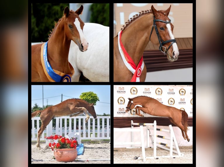 Oldenburg Stallone 4 Anni 169 cm Sauro in Kielce