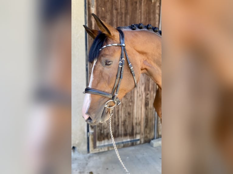 Oldenburg Stallone 4 Anni 170 cm Baio in Traunreut