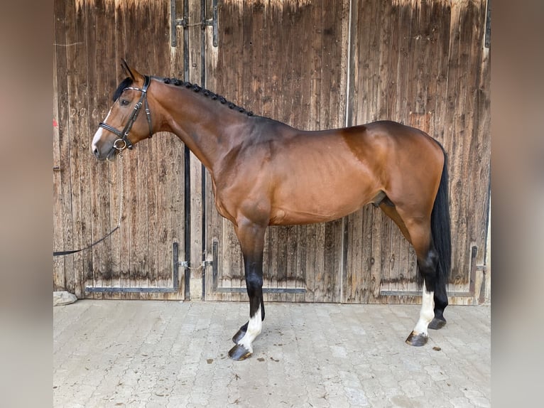 Oldenburg Stallone 4 Anni 170 cm Baio in Traunreut