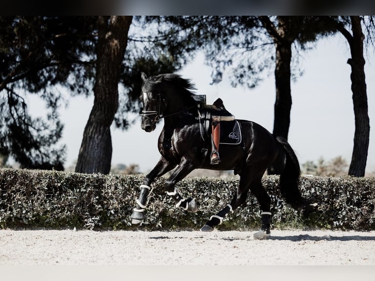 Oldenburg Stallone 4 Anni 171 cm Morello in Madrid