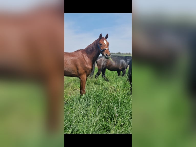 Oldenburg Stallone 4 Anni 173 cm Sauro in Moorenweis