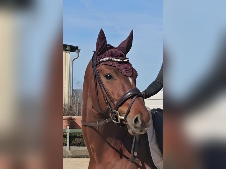 Oldenburg Stallone 4 Anni 173 cm Sauro in Moorenweis