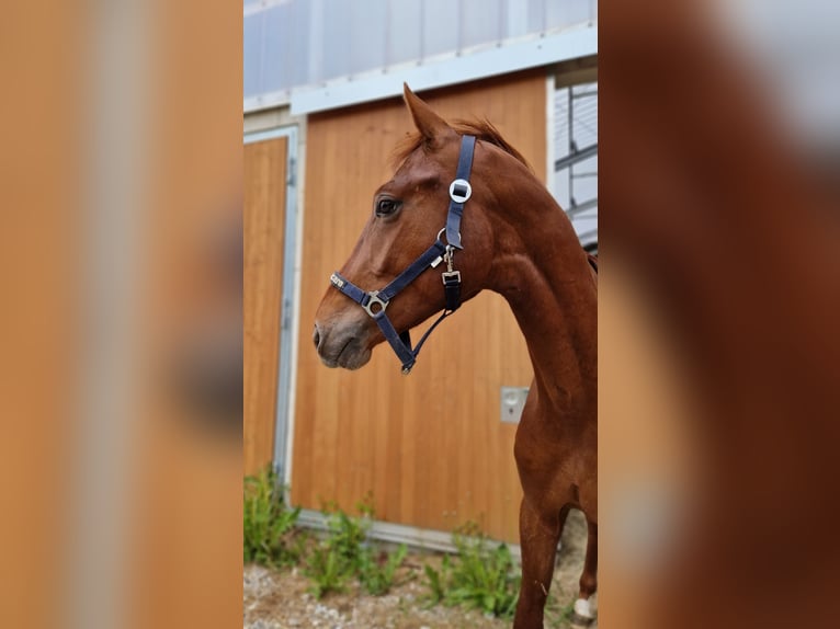 Oldenburg Stallone 4 Anni 173 cm Sauro in Moorenweis