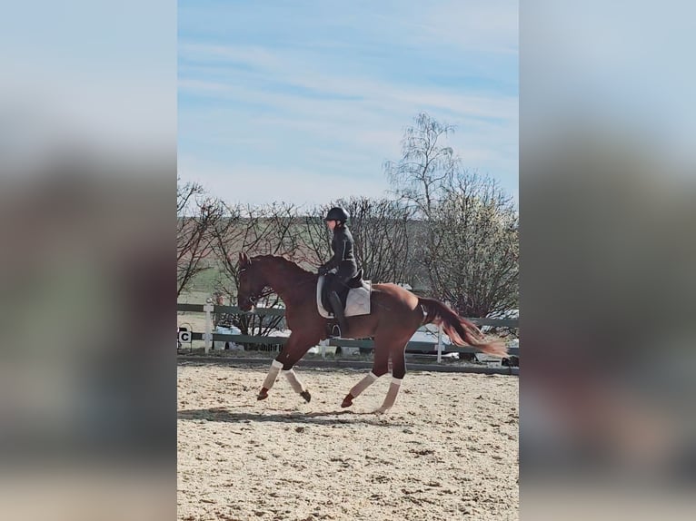Oldenburg Stallone 4 Anni 173 cm Sauro in Moorenweis
