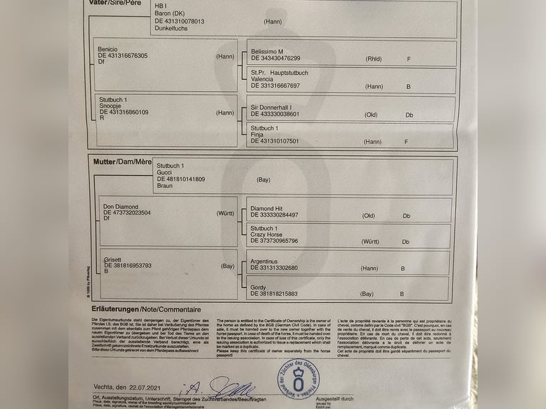 Oldenburg Stallone 4 Anni 173 cm Sauro in Moorenweis