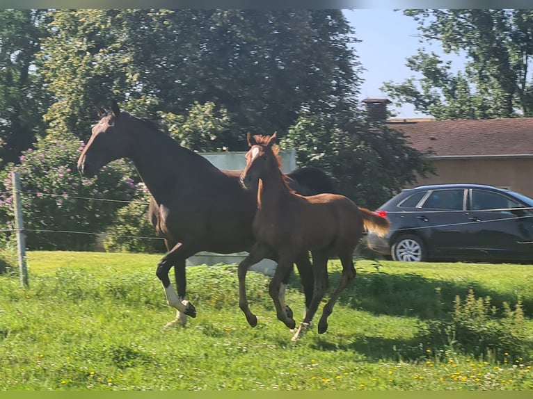 Oldenburg Stallone 4 Anni 173 cm Sauro in Moorenweis