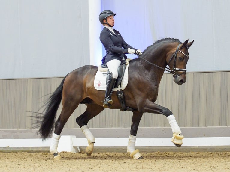 Oldenburg Stallone 4 Anni Baio scuro in Mnster-Handorf