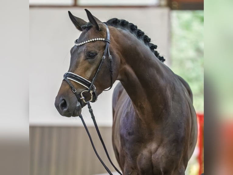 Oldenburg Stallone 4 Anni Baio scuro in Mnster-Handorf