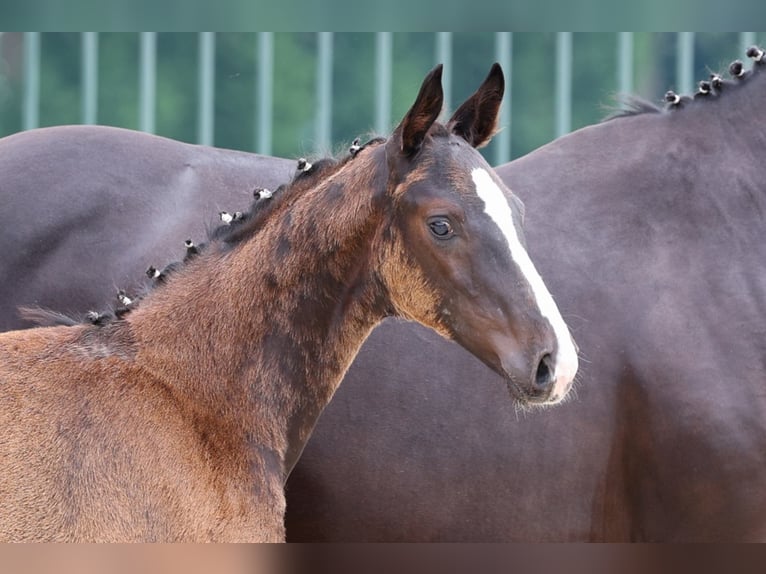 Oldenburg Stallone 4 Anni Morello in Ringe