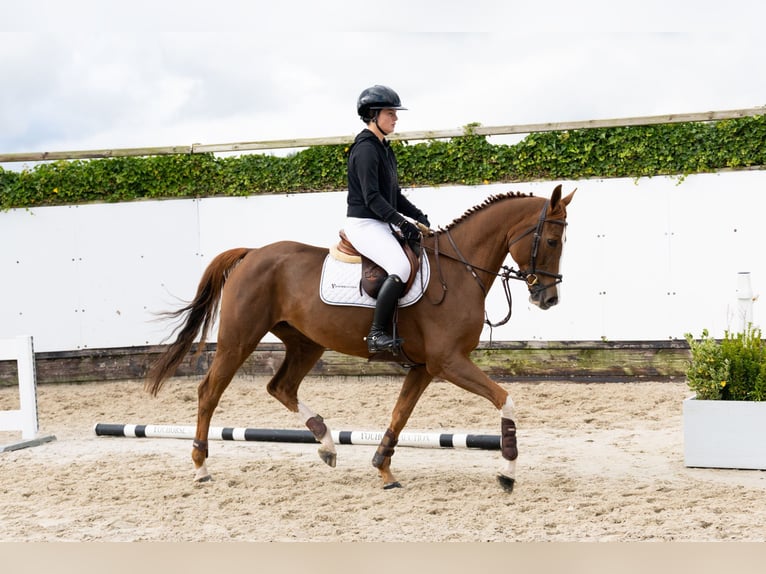 Oldenburg Stallone 5 Anni 163 cm Sauro in Waddinxveen Oldenburg Stallone 5 Anni 163 cm Sauro in Waddinxveen
