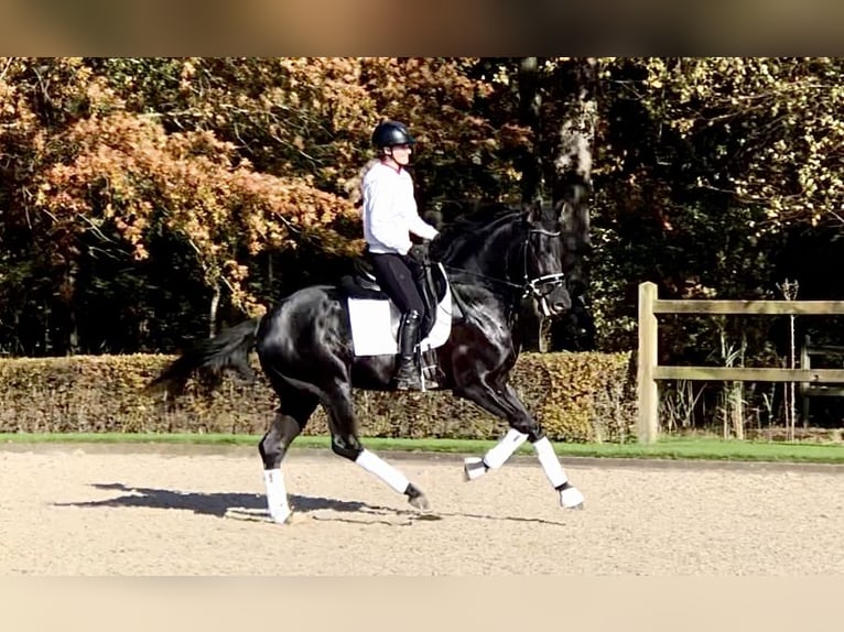 Oldenburg Stallone 5 Anni 165 cm Morello in Bree