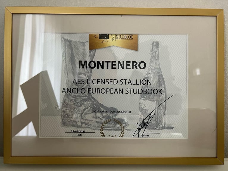 Oldenburg Stallone 5 Anni 165 cm Morello in Zator