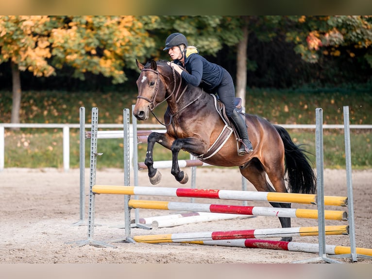 Oldenburg Stallone 5 Anni 168 cm  in zduchovice