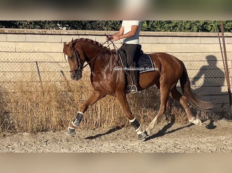 Oldenburg Stallone 5 Anni 168 cm Sauro in Sevilla