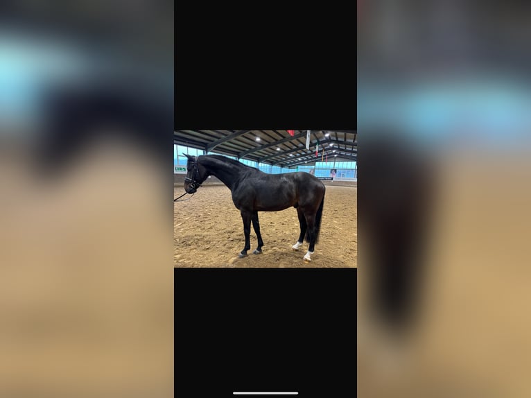 Oldenburg Stallone 5 Anni 170 cm Baio in Münster