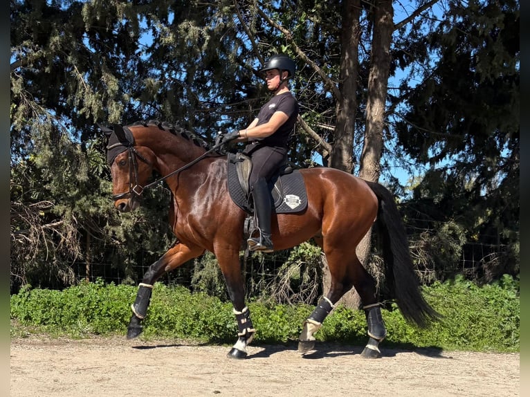 Oldenburg Stallone 5 Anni 170 cm Baio chiaro in Jimena de la frontera
