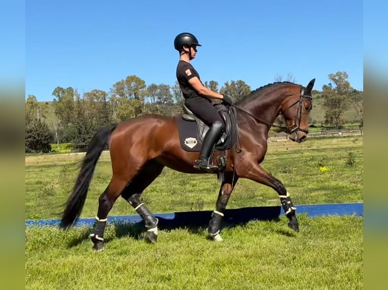 Oldenburg Stallone 5 Anni 170 cm Baio chiaro in Jimena de la frontera
