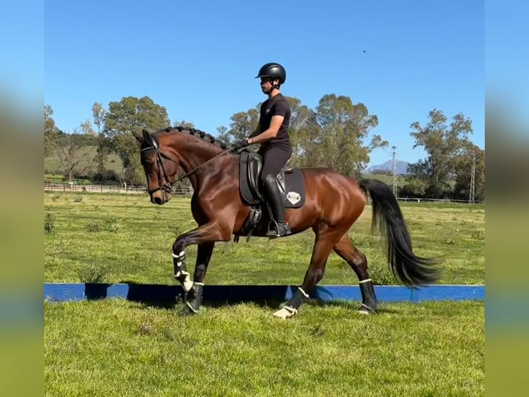 Oldenburg Stallone 5 Anni 170 cm Baio chiaro in Jimena de la frontera