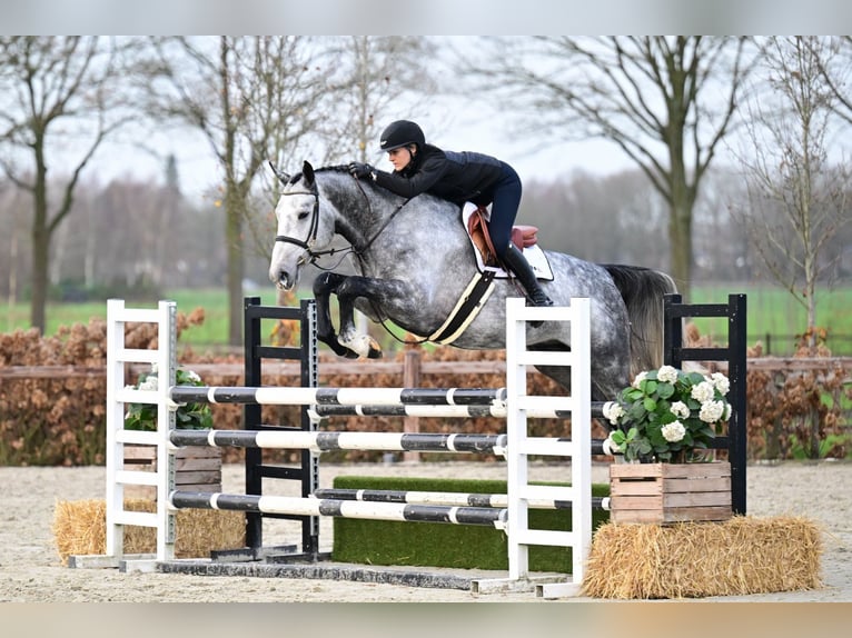 Oldenburg Stallone 5 Anni 170 cm Grigio in Bladel
