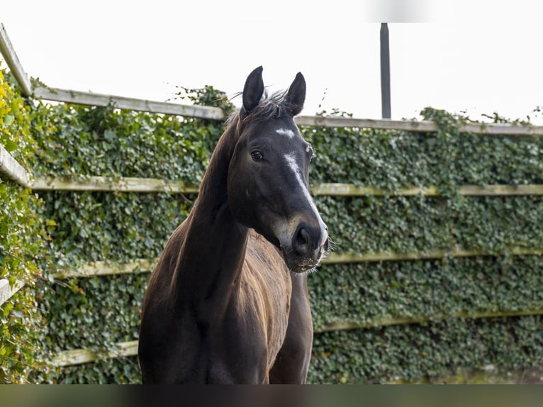 Oldenburg Stallone 5 Anni 171 cm Baio scuro in Waddinxveen