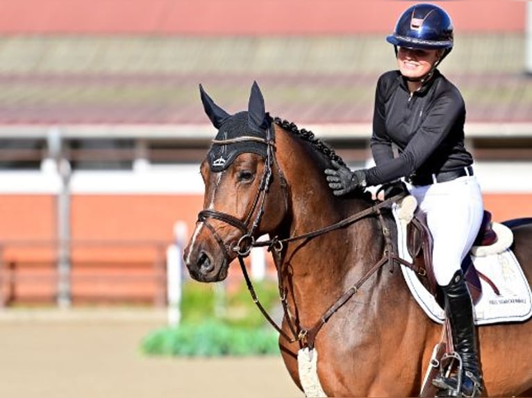 Oldenburg Stallone 5 Anni Baio in Steinfeld (Oldenburg)