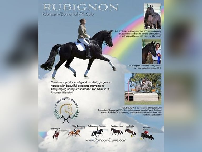 Oldenburg Mix Stallone 6 Anni 147 cm Grullo in Petaluma, California