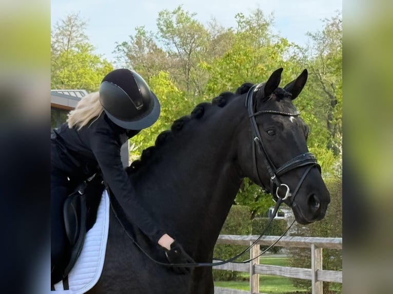 Oldenburg Stallone 6 Anni 174 cm Morello in Dreieich