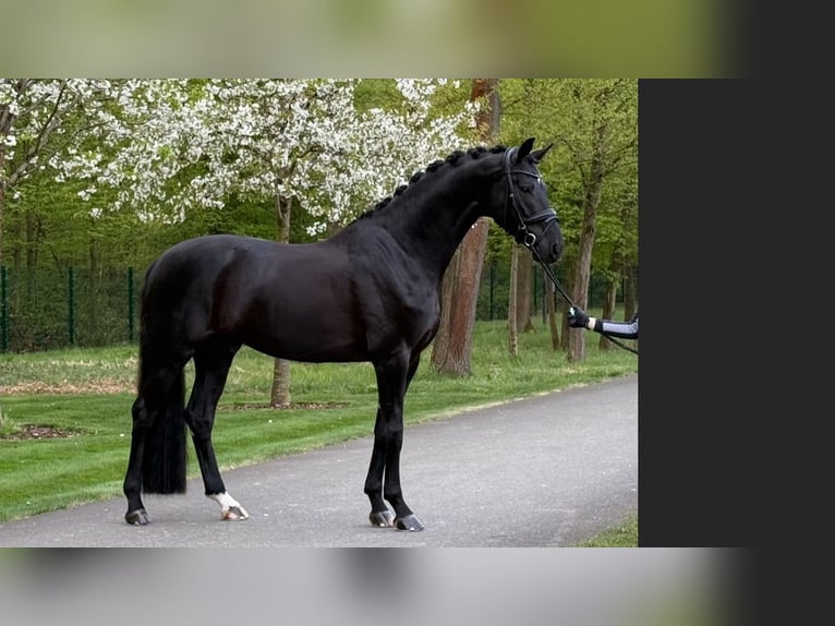 Oldenburg Stallone 6 Anni 174 cm Morello in Dreieich
