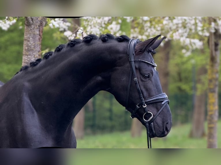 Oldenburg Stallone 6 Anni 174 cm Morello in Dreieich