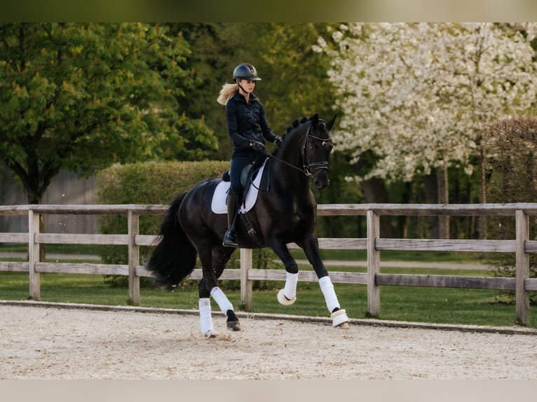 Oldenburg Stallone 6 Anni 174 cm Morello in Dreieich
