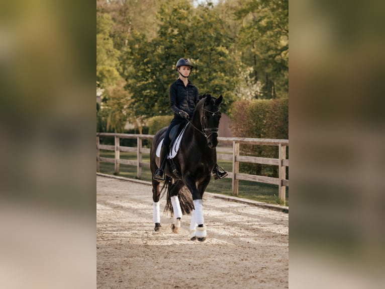 Oldenburg Stallone 6 Anni 174 cm Morello in Dreieich