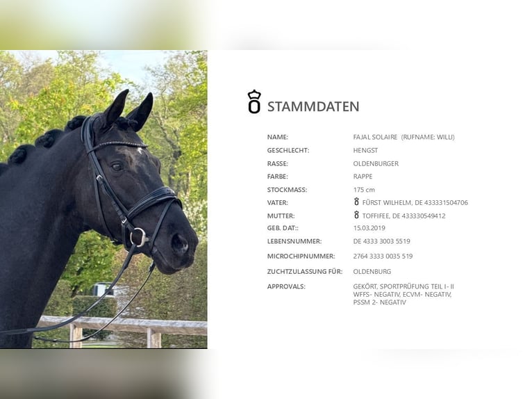 Oldenburg Stallone 6 Anni 174 cm Morello in Dreieich