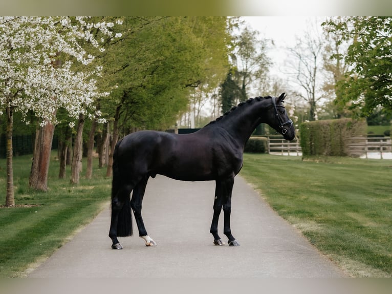 Oldenburg Stallone 6 Anni 174 cm Morello in Dreieich