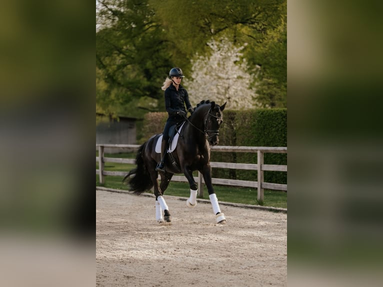Oldenburg Stallone 6 Anni 174 cm Morello in Dreieich