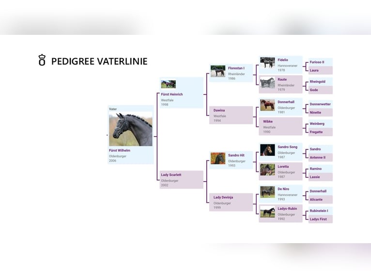Oldenburg Stallone 6 Anni 174 cm Morello in Dreieich